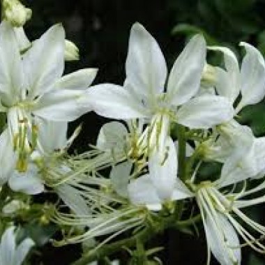 images (1)5